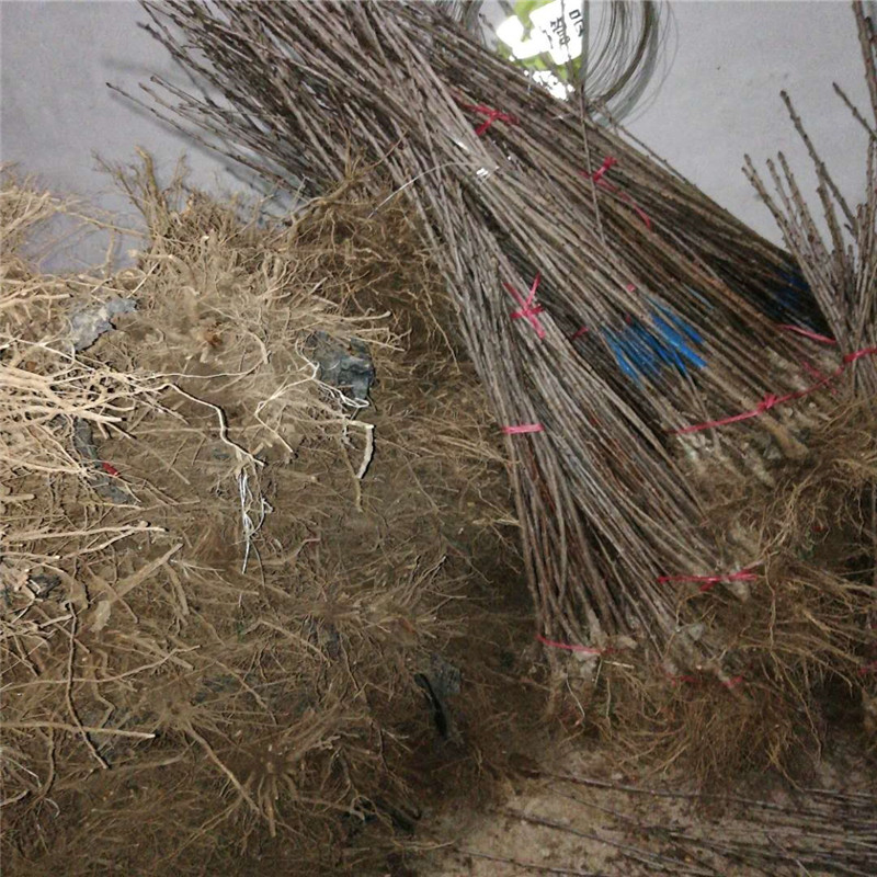 山東大青葉砧木苗、大青葉砧木苗產(chǎn)地