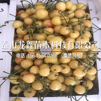 我想買大青葉砧木苗、大青葉砧木苗基地