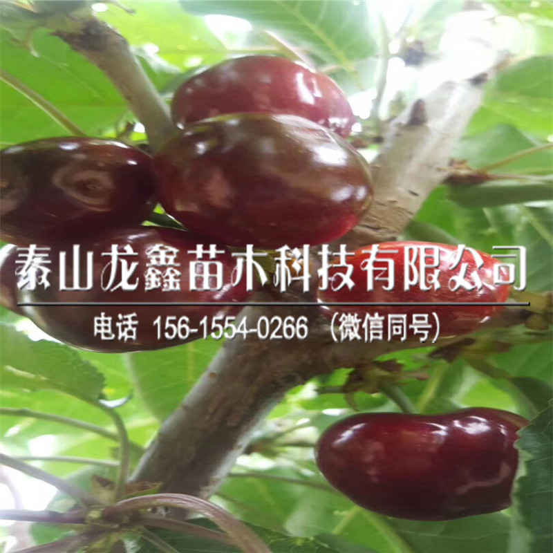 2018年考特砧木苗、考特砧木苗賣