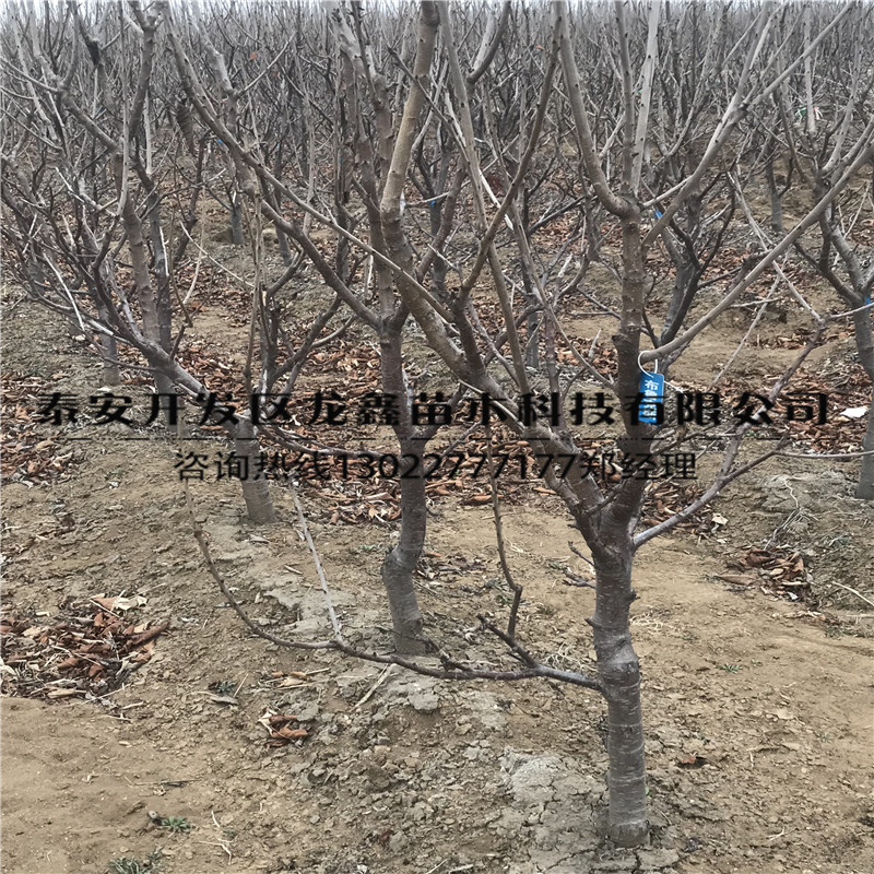 我想買考特砧木苗、考特砧木苗產(chǎn)地