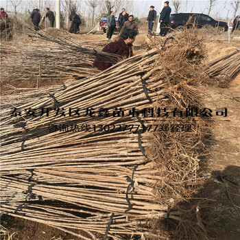 山東吉塞拉12號小苗、吉塞拉12號小苗多少錢一棵