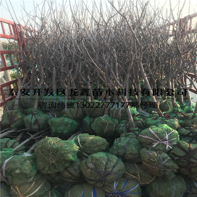 我想買矮化吉塞拉6號(hào)砧木、矮化吉塞拉6號(hào)砧木出售