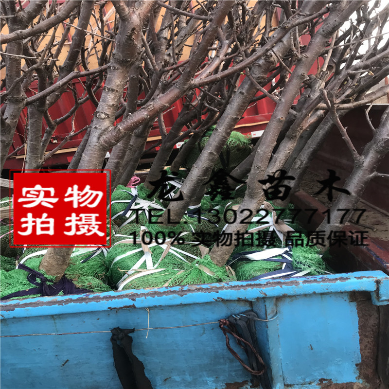 哪里有賣的大青葉砧木苗、大青葉砧木苗出售