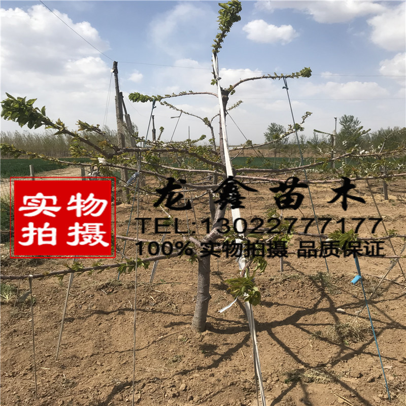 山東大青葉砧木苗、大青葉砧木苗批發(fā)