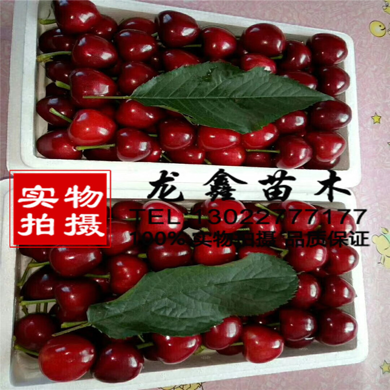 我想買大青葉砧木苗、大青葉砧木苗基地