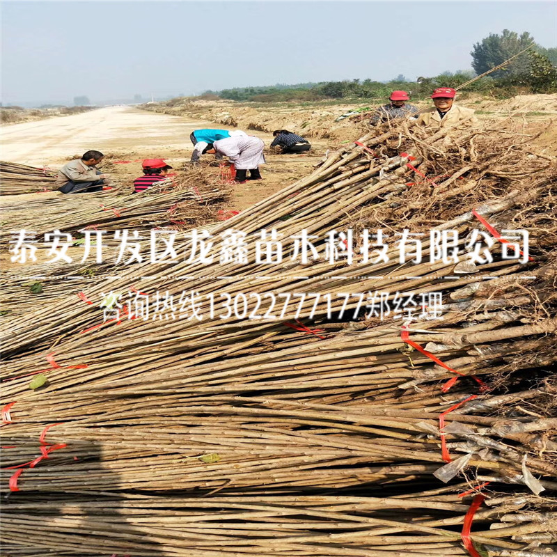 哪里有馬哈利砧木、馬哈利砧木出售