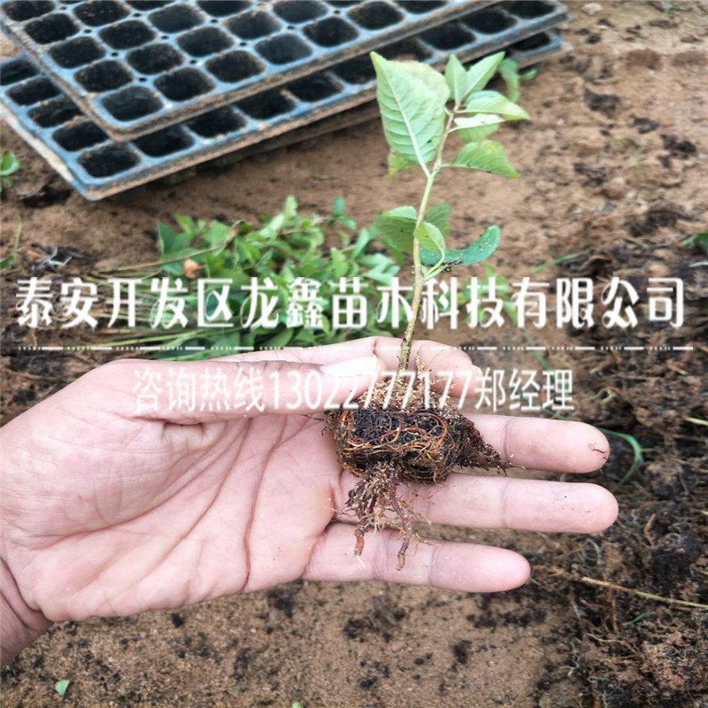 哪里有賣的大青葉砧木苗、大青葉砧木苗苗圃