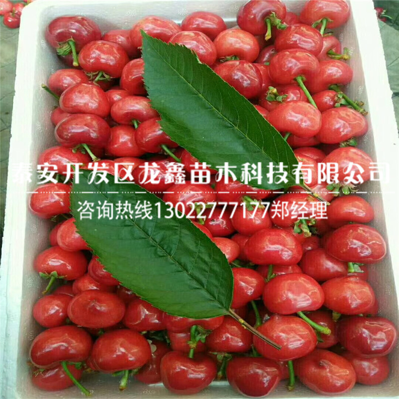 哪里有賣的矮化吉塞拉6號(hào)砧木、矮化吉塞拉6號(hào)砧木簡介