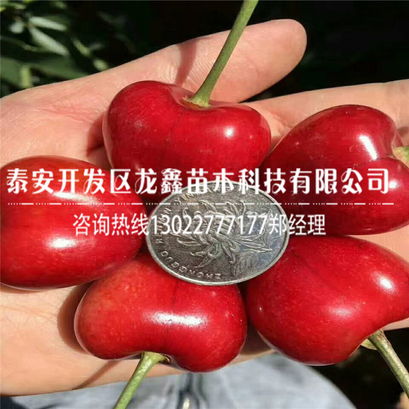 哪里有馬哈利砧木、馬哈利砧木多少錢一棵