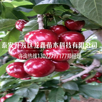 基地出售吉塞拉12號小苗、吉塞拉12號小苗簡介