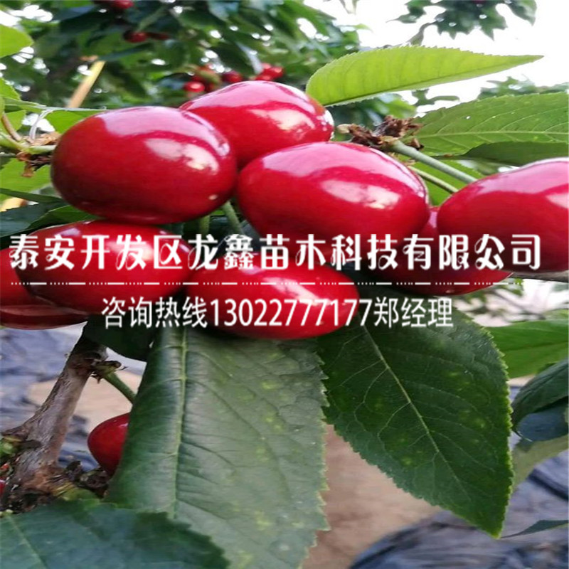 哪里有馬哈利砧木、馬哈利砧木苗圃