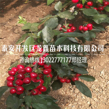 2018年考特砧木苗、考特砧木苗批發(fā)