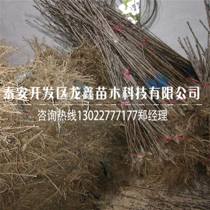 山東矮化吉塞拉6號(hào)砧木、矮化吉塞拉6號(hào)砧木苗圃