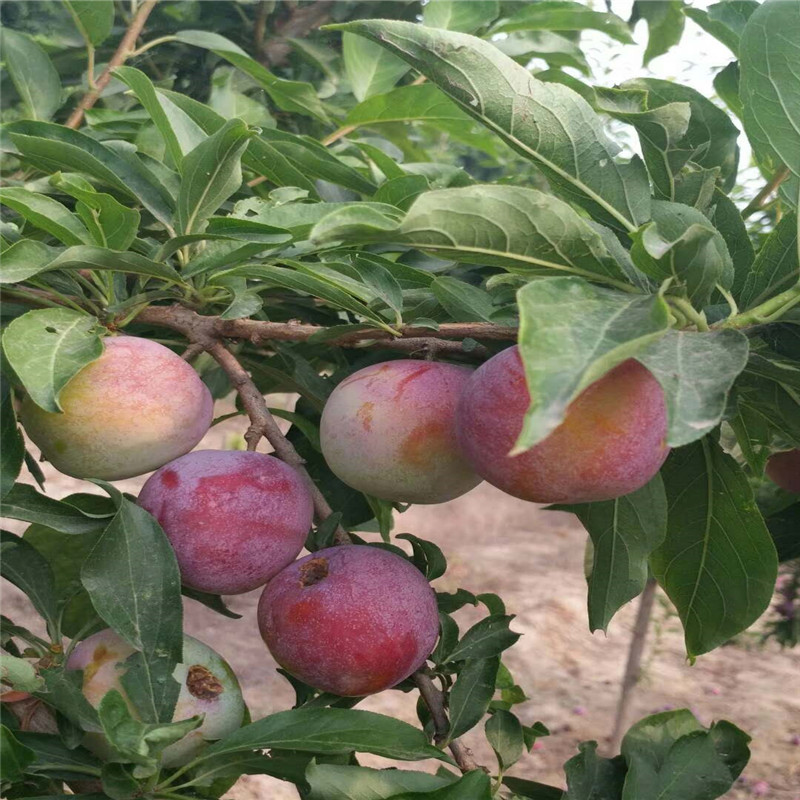 品种黑李子苗 黑李子苗基地