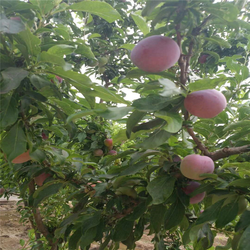 种植黑李子树苗 黑李子树苗山东