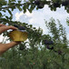 优质品种美国杏李树苗美国杏李树苗产地