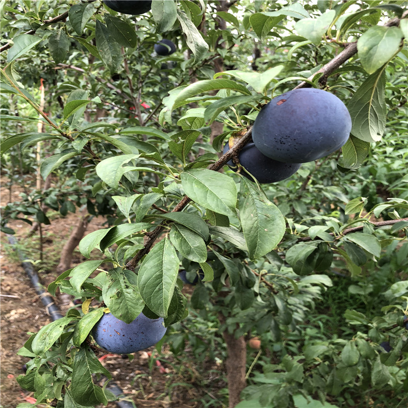 品种蜂糖李子树苗 蜂糖李子树苗出售