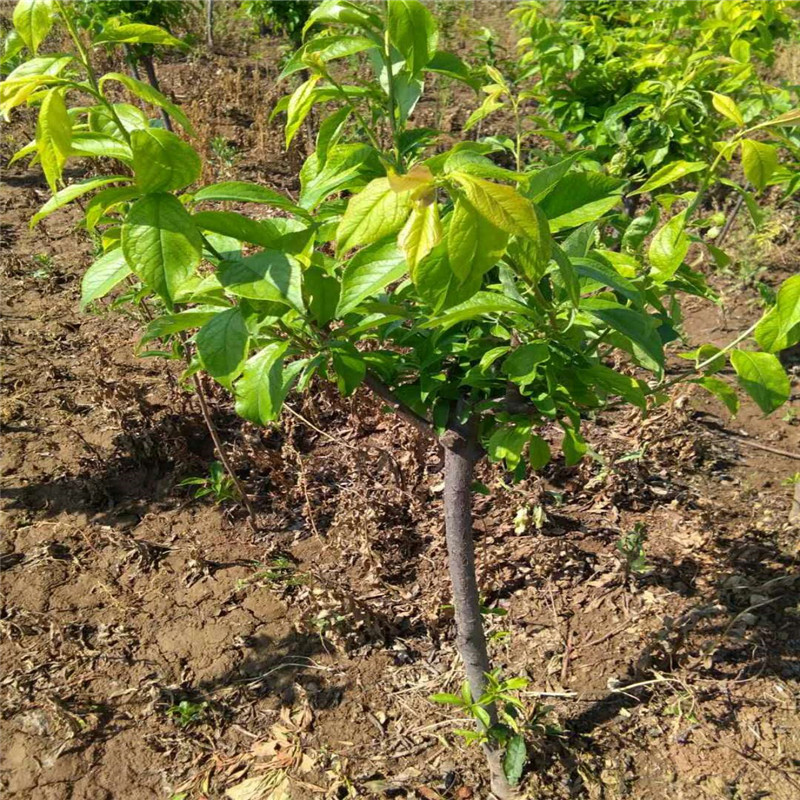 种植西梅李子树苗 西梅李子树苗哪里有卖的