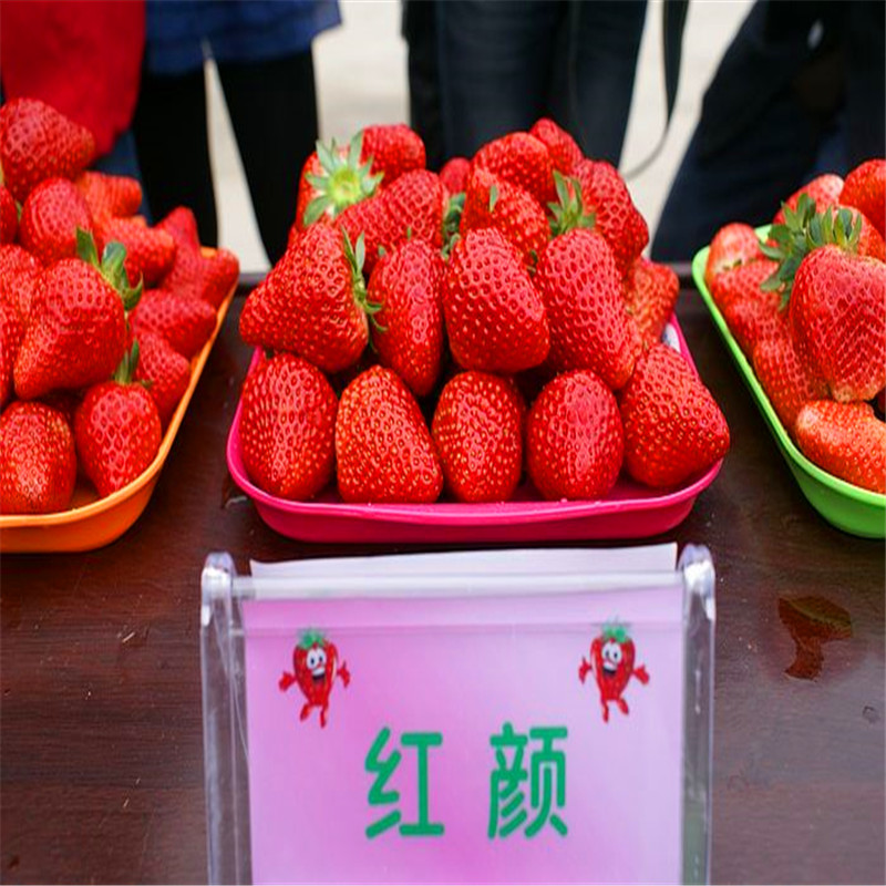 9月牛奶草莓苗牛奶草莓苗卖