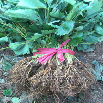 9月冬花草莓苗冬花草莓苗山东