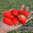 秋季出售太空2008草莓苗哪里有图片