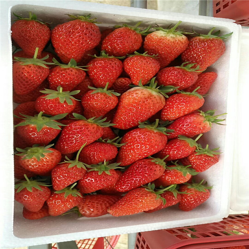 2018年奶油草莓苗奶油草莓苗繁育中心