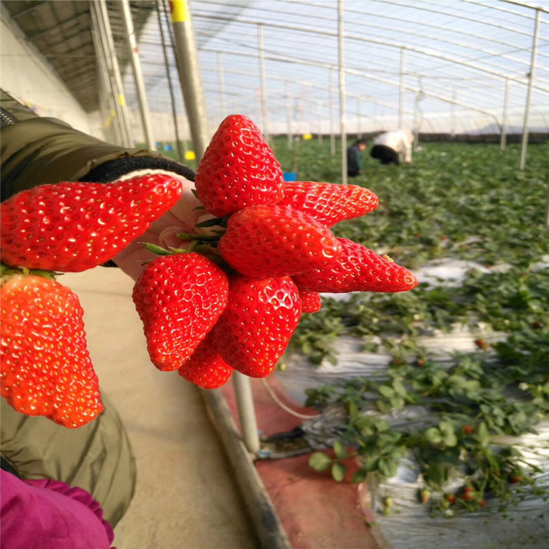 2018年牛奶草莓苗繁育中心