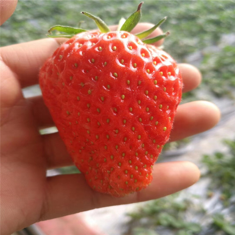 秋季出售丰香草莓苗基地批发