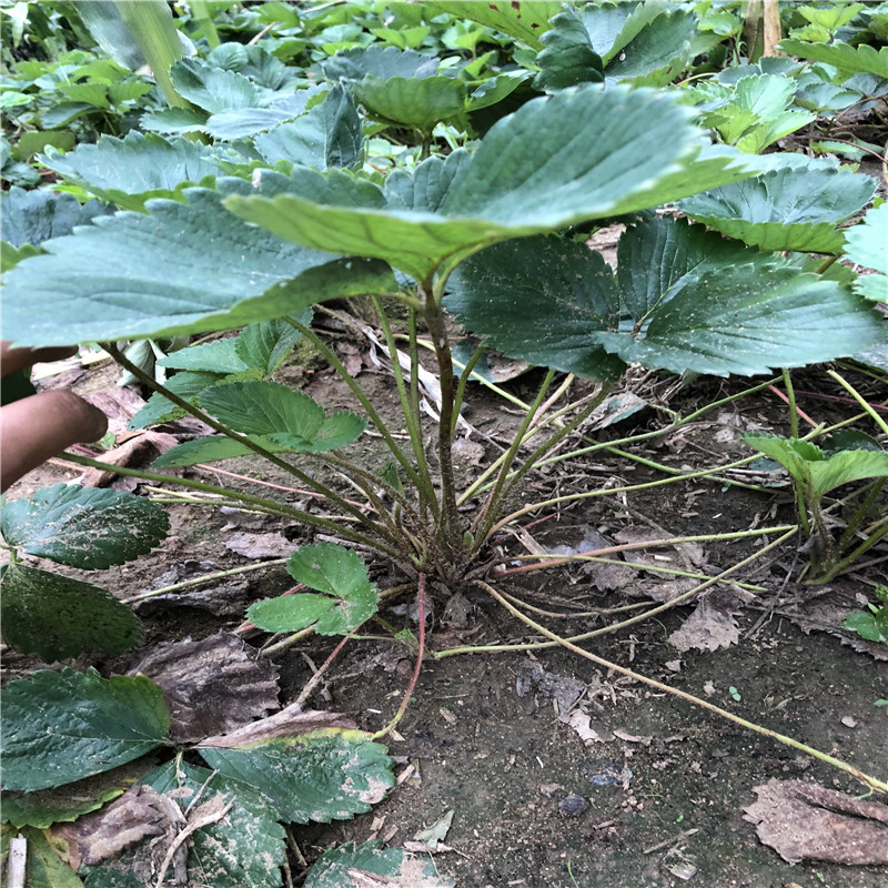 9月奶油草莓苗奶油草莓苗出售