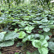 种植法兰地草莓苗法兰地草莓苗基地