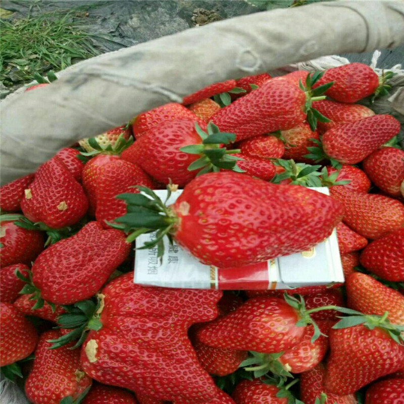 哪里有卖的草莓苗品种多少钱一棵