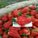 种植脱毒草莓苗脱毒草莓苗繁育中心