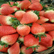 种植甜宝草莓苗哪里有卖的