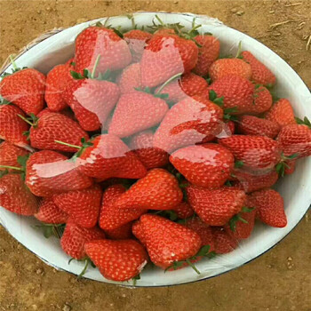 种植日本99草莓苗日本99草莓苗我想买