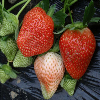 2018年四季草莓苗卖