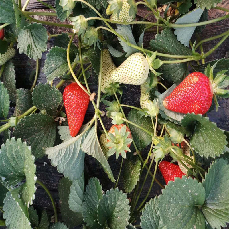 品种牛奶草莓苗出售