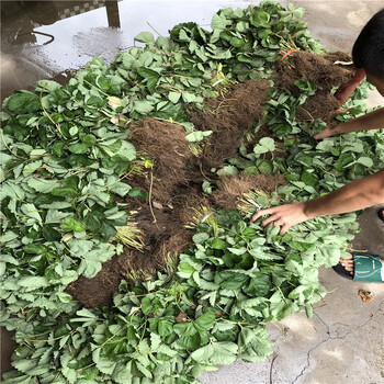 种植赛娃草莓苗产地