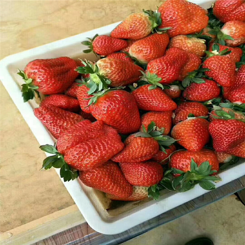 品种丰香草莓苗我想买