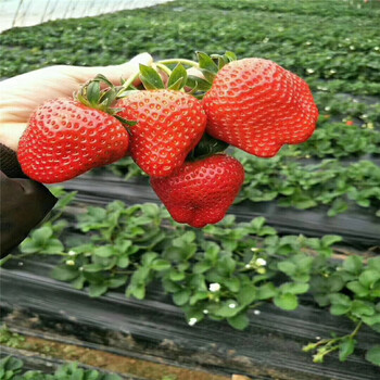 哪里有脱毒冬花草莓苗多少钱一棵