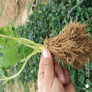 哪里有卖的红颜99草莓苗繁育基地