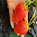 9月甜宝草莓苗甜宝草莓苗附近有卖