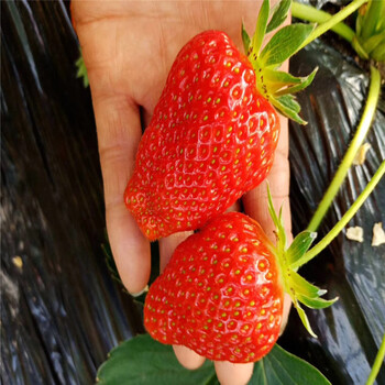品种红颜99草莓苗基地