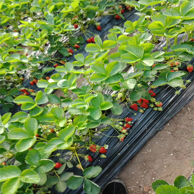 2018年蒙特瑞草莓苗产地