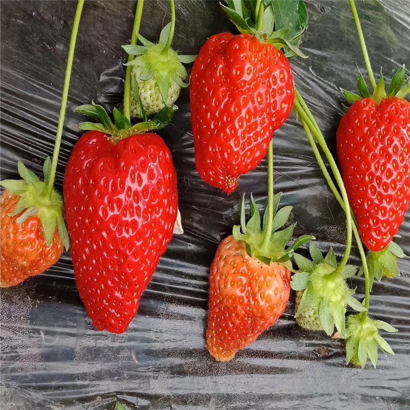 哪里有卖的甜宝草莓苗甜宝草莓苗多少钱一株