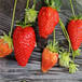秋季出售全明星草莓苗基地