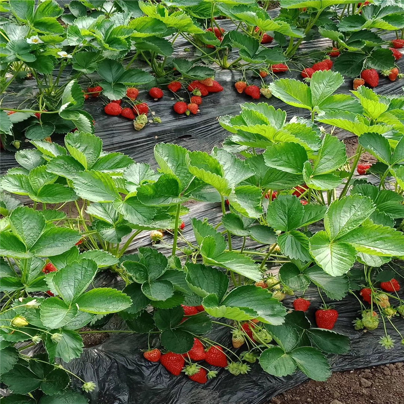 品种红颜99草莓苗哪里有
