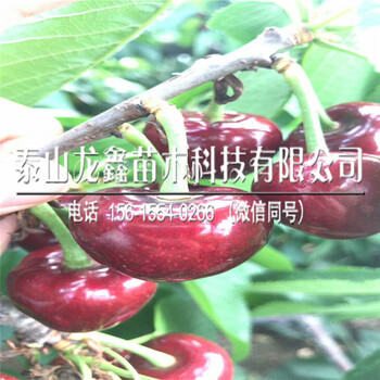 矮化砧木秋季出售矮化砧木出售