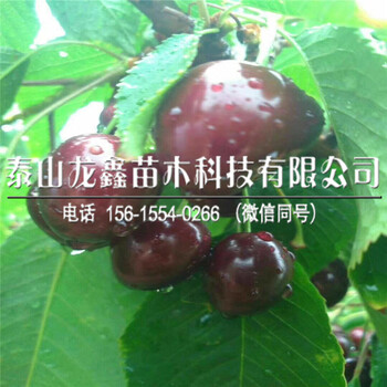 9月矮化砧木矮化砧木大樱桃繁育基地