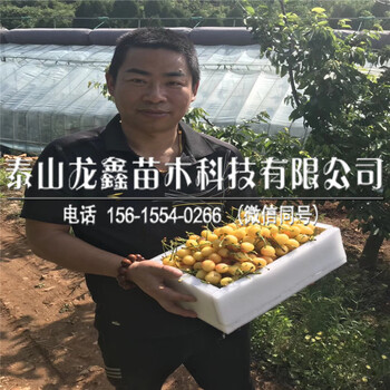 2018年矮化砧木矮化砧木基地出售