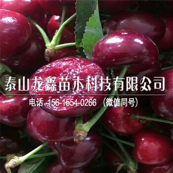 哪里有蘭丁2號蘭丁2號哪里有